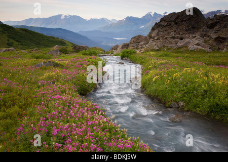 Fiori Selvatici lungo un flusso su Mt. Maratona, Seward, Alaska. Foto Stock