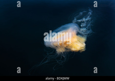 Un gigante di tuorlo d'uovo meduse galleggia appena sotto la superficie del sud di Puget Sound nello Stato di Washington. Foto Stock