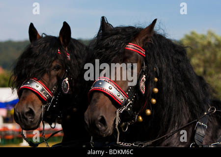 Norico, Pinzgauer Kaltblutpferde, Norico cavalli, Rosstag, Bartholomä, Germania meridionale Foto Stock