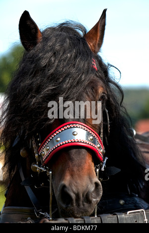 Norico, Pinzgauer Kaltblutpferd, Cavallo norico, Rosstag, Bartholomä, Germania meridionale Foto Stock