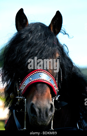 Norico, Pinzgauer Kaltblutpferd, Cavallo norico, Rosstag, Bartholomä, Germania meridionale Foto Stock