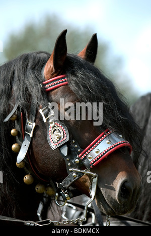 Norico, Pinzgauer Kaltblutpferd, Norico testa di cavallo con il cablaggio Bartholomä, Germania meridionale Foto Stock