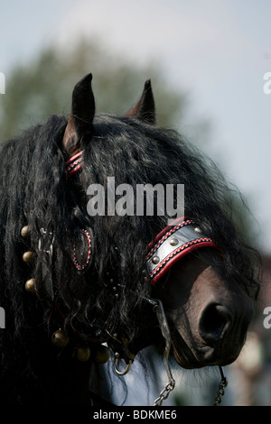 Norico, Pinzgauer Kaltblutpferd, Norico testa di cavallo con il cablaggio Bartholomä, Germania meridionale Foto Stock