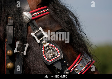 Norico, Pinzgauer Kaltblutpferd, Norico testa di cavallo con il cablaggio Bartholomä, Germania meridionale Foto Stock