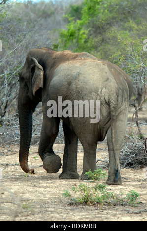 Il di Sri Lanka Elephant (Elephas maximus maximus) Sri Lanka Parco Nazionale di Lone Bull Foto Stock
