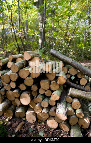 Tracey e Mike Pepler è di 8 acri di bosco misto. Sweet Chestnut coppice stack log. La segale, Est Susex. Foto Stock