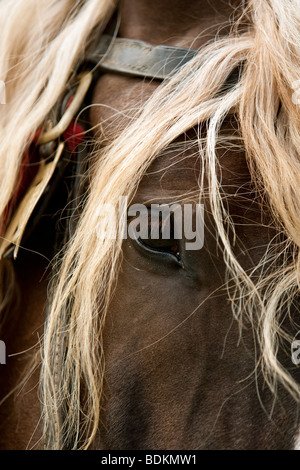 Süddeutsches Kaltblut, Sud progetto tedesco a cavallo e testa con la bionda criniera e occhio, Germania meridionale, Rosstag Foto Stock