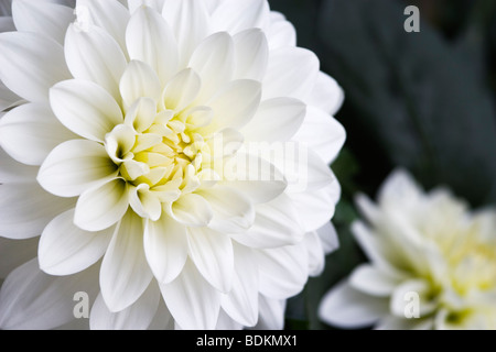 White Dahlia close up Foto Stock