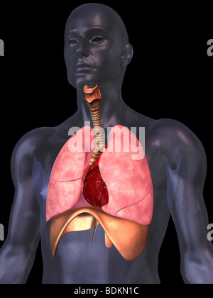 Anatomia umana illustrazione che mostra Foto Stock