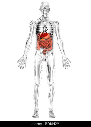Umano illustrazione anatomica di un uomo adulto che mostra lo scheletro, polmoni, fegato, cistifellea, stomaco, pancreas e appendice Foto Stock