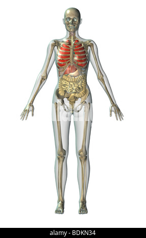 Umano illustrazione anatomica di un uomo adulto che mostra lo scheletro, polmoni, fegato, cistifellea, stomaco, pancreas e appendice Foto Stock