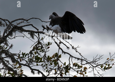 Bianco-gonfiato aquila del mare (Haliaeetus leucogaster) grigio-headed Eagle pesce Ichthyophaga ichthyaetus atterraggio su una struttura ad albero Foto Stock