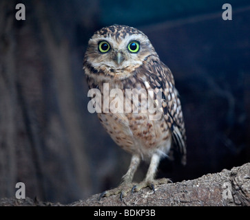 Scavando la civetta (Athene cunicularia) Foto Stock