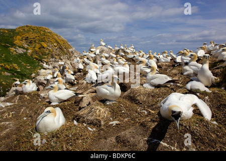 Sule; Morus bassanus; Colony; saltee isola; Irlanda Foto Stock