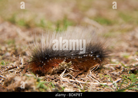 Giardino tiger moth caterpillar; Arctia caja; Foto Stock