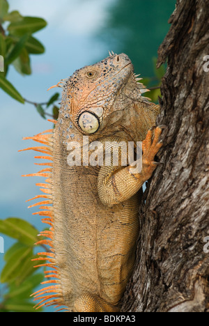 Verde (iguana Iguana iguana) un grande, erbivori arboree specie di lucertola nativi di America Centrale e America del Sud Foto Stock