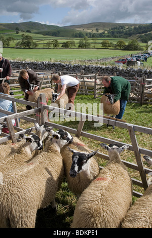 Le penne di pecora e pecora Swaledale essendo giudicato a giudicare a Malham gli animali da allevamento e agricoltura mostra, Yorkshire Dales Foto Stock
