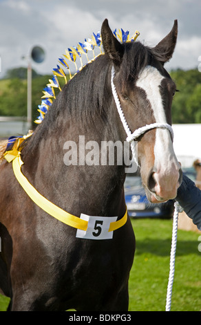 Ritratto di Shire Horse prendendo parte a competere in cavallo pesante di classe al Malham spettacolo agricolo, Yorkshire Dales Foto Stock