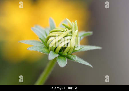 Coneflower - Rudbeckia Fulgida var. deamii boccioli di apertura , Inghilterra , REGNO UNITO Foto Stock