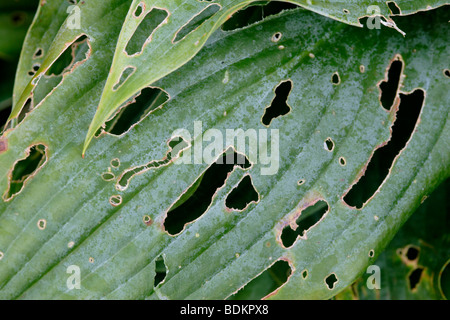 Slug lumaca o danneggiato hosta foglia, England, Regno Unito Foto Stock