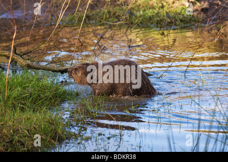 Castoro europeo, Foto Stock