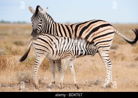 La Burchell zebra puledro in allattamento, Equus burchelli, il Parco Nazionale di Etosha, Namibia Foto Stock