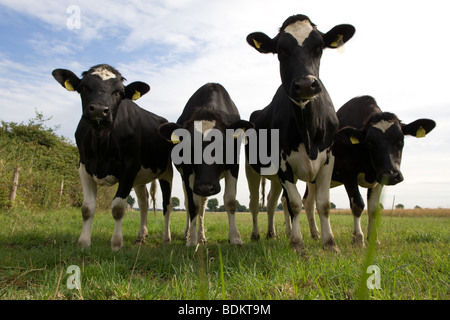 Quattro vacche su un campo - Bos primigenius taurus Foto Stock