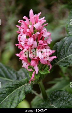 Plume Flower brasiliano aka Jacobinia o Flamingo Flower, Justicia carnea. Precedentemente conosciuto come Jacobinia carnea. Brasile, Paraguay e Argentina settentrionale. Foto Stock