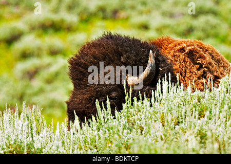 Colpo alla testa di un bisonte nella Lamar valley nel parco nazionale di Yellowstone Foto Stock