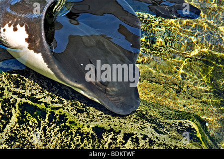 Un Bat Ray nuotare in un acquario in San Diego Sea World Foto Stock