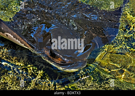 Un Bat Ray nuotare in un acquario in San Diego Sea World Foto Stock