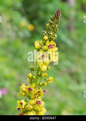 Dark Mullein, Molène nigrum. Figwort famiglia Scrophulariaceae Foto Stock