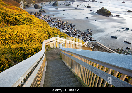 Bandon Beach con la fioritura di ginestre e la scala che porta alla spiaggia. Oregon Foto Stock