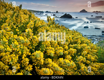 Bandon Beach con la fioritura di ginestre. Oregon Foto Stock