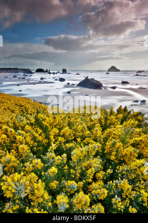 Bandon Beach con la fioritura di ginestre. Oregon Foto Stock