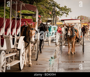 Siteseeing carrozze trainate da cavalli su Jackson Square a New Orleans, Louisiana Foto Stock