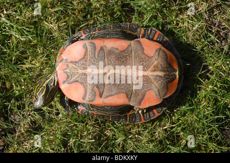 Western dipinto di tartaruga (Chrysemys picta belli). Mostra plastron o undershell; colore ed estese le marcature sono tipiche di questa, la più grande,​ sub-specie. Foto Stock