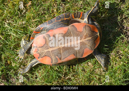 Western dipinto di tartaruga (Chrysemys picta belli). Utilizzando "riflesso di raddrizzamento' per capovolgere. Plastron modello e colore ricco è tipico di questo, sub-specie. Foto Stock