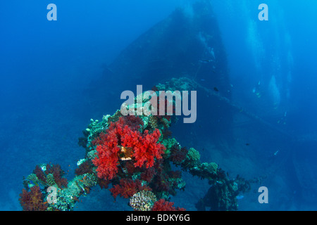 Gruppo di sub esplorando la prua del naufragio di Ghiannis D, con la parte superiore del montante coperto con colorati coralli molli Foto Stock