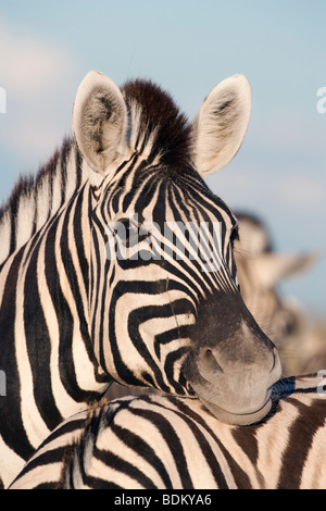 La Burchell zebra, Equus burchelli, riposo, il Parco Nazionale di Etosha, Namibia Foto Stock