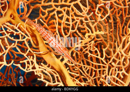 Rosso-e-bianco striato hawkfish longnose si insediarono sul ramo di arancio brillante gorgonia fan corallo. Foto Stock