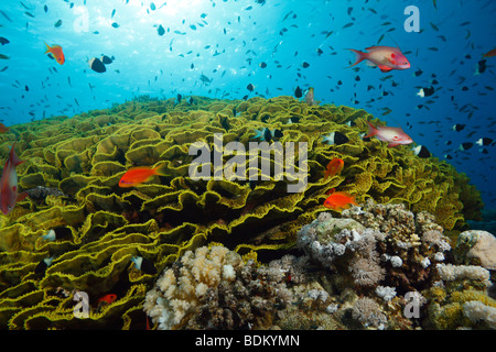 Il Gigante giallo verde vacillare coral coperto con centinaia di piccoli reef colorati pesci, con blu chiaro acqua e sole in background. Foto Stock