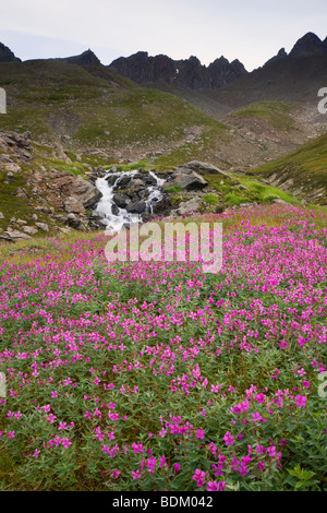 Fiori Selvatici lungo un flusso su Mt. Maratona, Seward, Alaska. Foto Stock