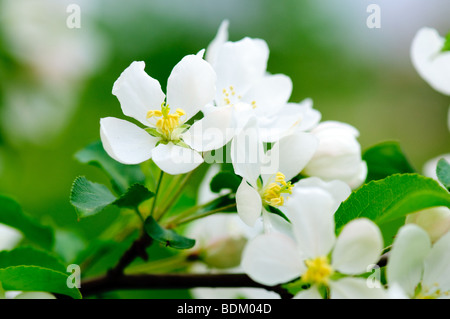 Albero di apple blossom macro di fiori Foto Stock
