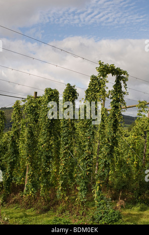 Humulus lupulus. Coltivazione di luppolo in un cantiere di luppolo in Worcestershire, Inghilterra Foto Stock