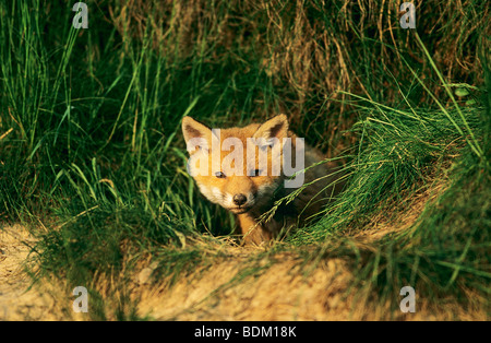 Giovani Red Fox guardando fuori della sua tana / Vulpes vulpes Foto Stock