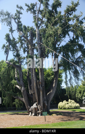 Il famoso albero di cedro che è stata soffiata in una tempesta e poi reimpiantate sull Isola Madre isola nel Lago Maggiore nel nord Italia Foto Stock