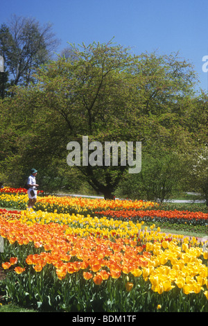 La coloratissima primavera esposizione di tulipani a Longwood Gardens ,Filadelfia negli Stati Uniti è sempre spettacolare Foto Stock