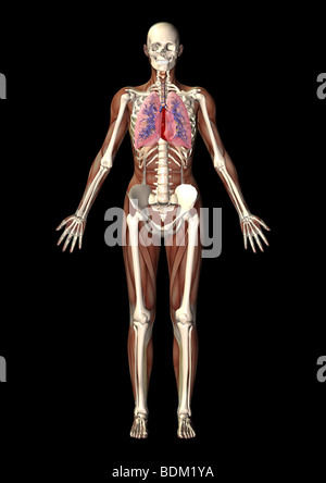 Anatomia umana illustrazione che mostra Foto Stock