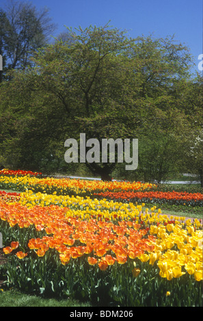 La coloratissima primavera esposizione di tulipani a Longwood Gardens ,Filadelfia negli Stati Uniti è sempre spettacolare Foto Stock